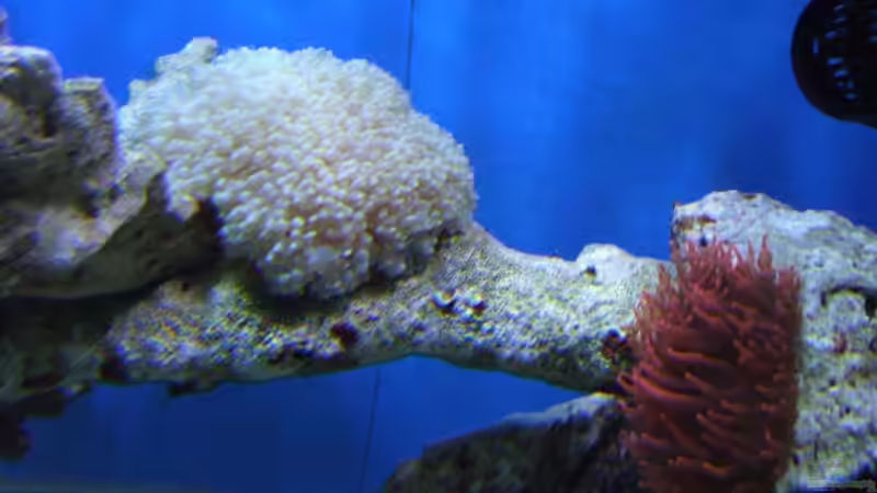 Pflanzen im Aquarium Becken 8816 von Rainer Stilcke (9)