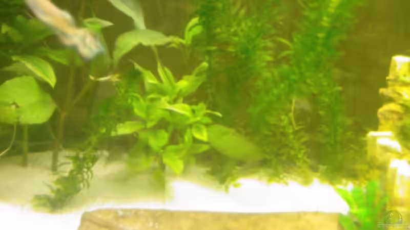 Pflanzen im Aquarium Becken 8836 von alexandra (3)