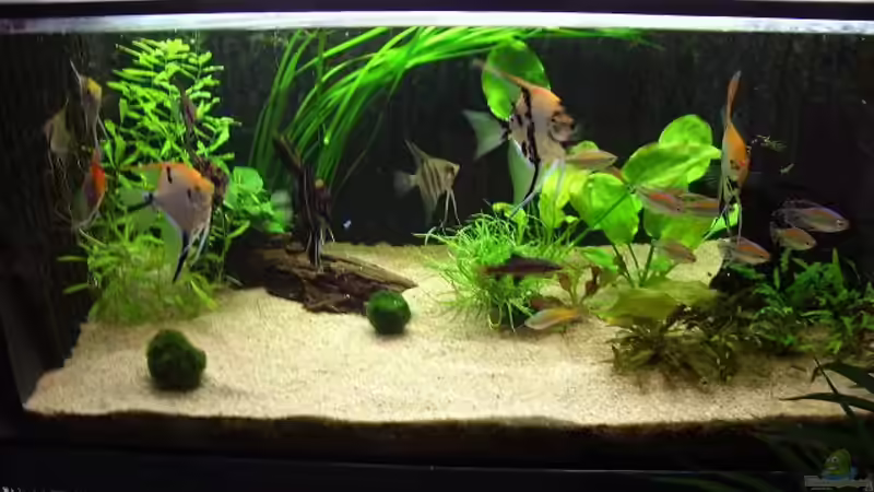 Pflanzen im Aquarium Becken 8864 von Maximilian Pühl (2)