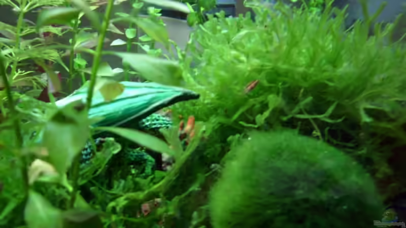 Pflanzen im Aquarium Becken 8874 von Dennis Schuster (3)