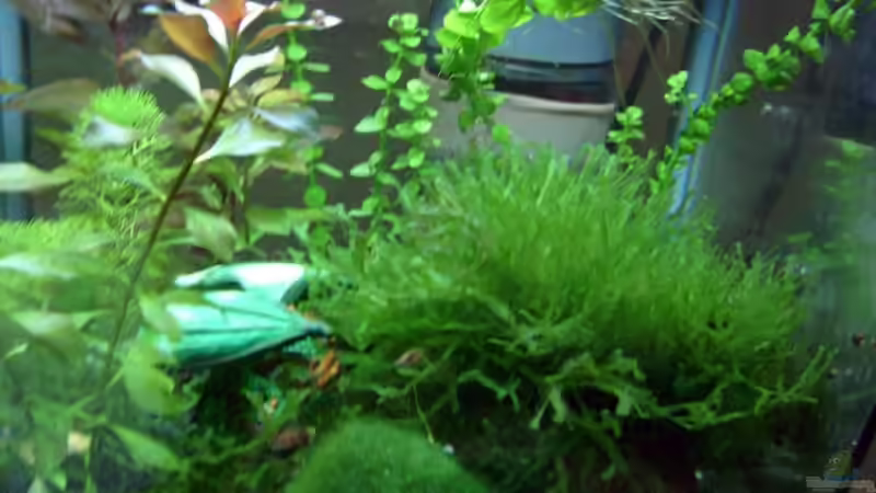 Pflanzen im Aquarium Becken 8874 von Dennis Schuster (5)