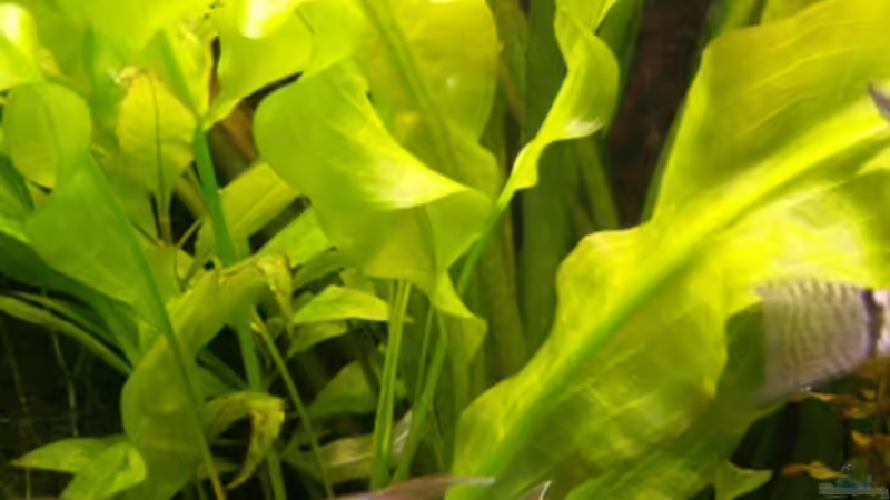 Pflanzen im Aquarium Becken 8880 von Nadine Wilmer (10)