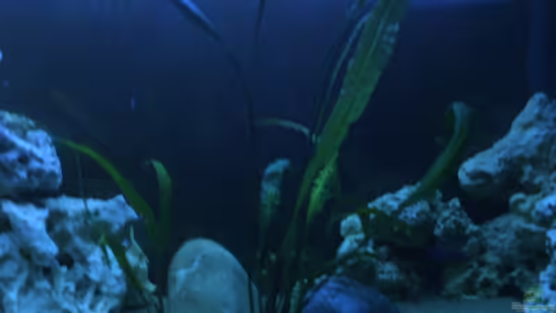 Pflanzen im Aquarium Becken 8893 von Maik Böhme (5)