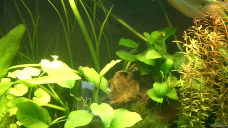Pflanzen im Aquarium Becken 8894 von Vabene (10)