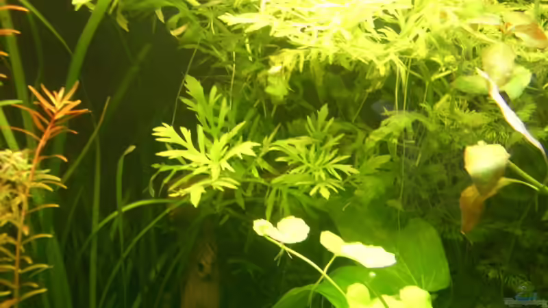 Pflanzen im Aquarium Becken 8894 von Vabene (11)