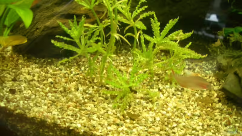 Pflanzen im Aquarium Becken 8894 von Vabene (13)