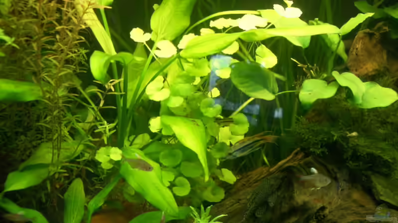 Pflanzen im Aquarium Becken 8894 von Vabene (7)