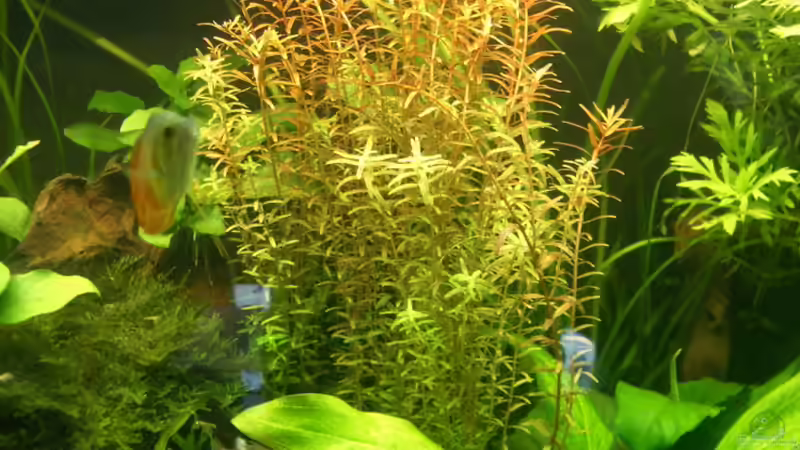 Pflanzen im Aquarium Becken 8894 von Vabene (8)