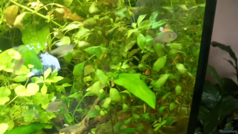 Pflanzen im Aquarium Becken 8894 von Vabene (9)