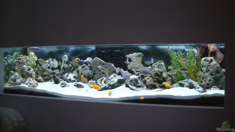 Pflanzen im Aquarium Becken 89 von Marcos Arias (8)