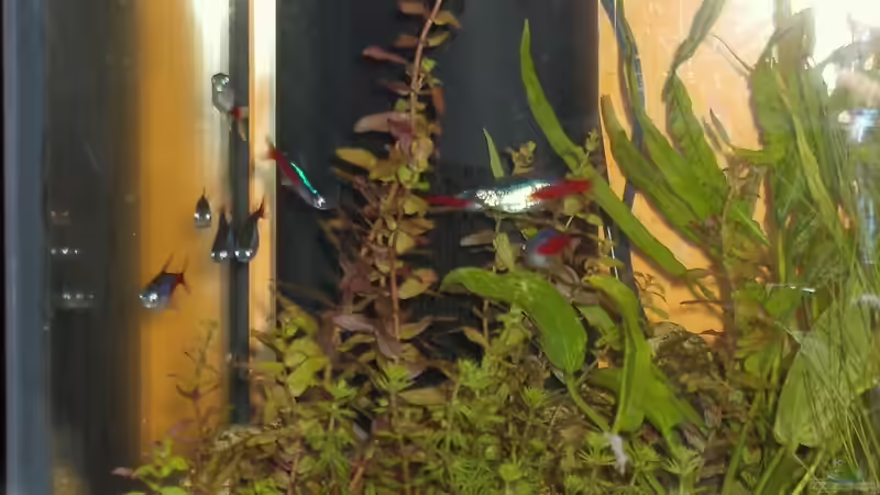 Pflanzen im Aquarium Becken 8912 von Andreas Reim (3)