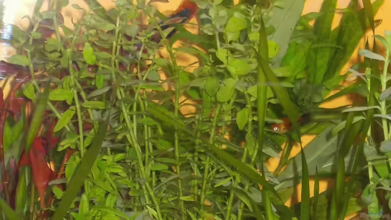 Pflanzen im Aquarium Becken 8912 von Andreas Reim (4)