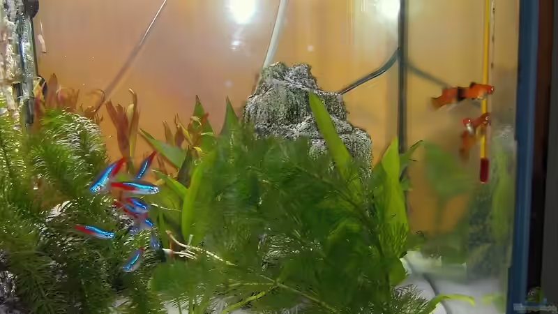 Pflanzen im Aquarium Becken 8912 von Andreas Reim (5)