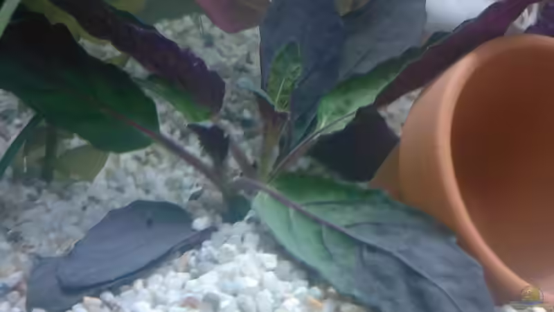 Pflanzen im Aquarium Becken 8914 von André Böhme (4)