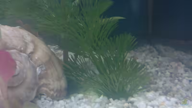 Pflanzen im Aquarium Becken 8914 von André Böhme (5)