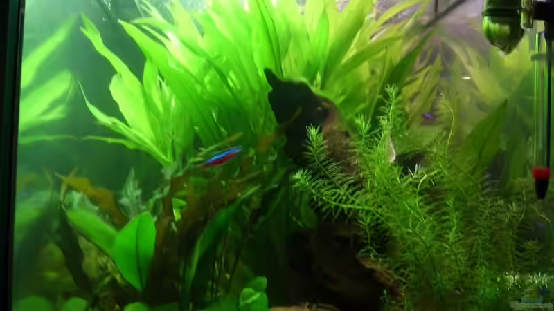 Pflanzen im Aquarium Becken 8926 von Andre Kussin (4)