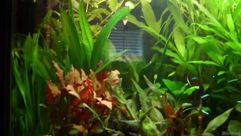 Pflanzen im Aquarium Becken 8926 von Andre Kussin (5)