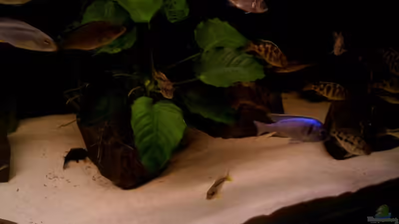 Pflanzen im Aquarium Becken 8929 von Ronny Laumer (2)