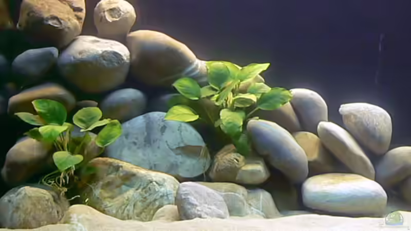 Pflanzen im Aquarium Becken 8939 von gruengold (5)