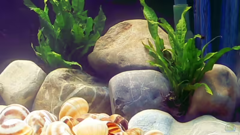 Pflanzen im Aquarium Becken 8939 von gruengold (6)