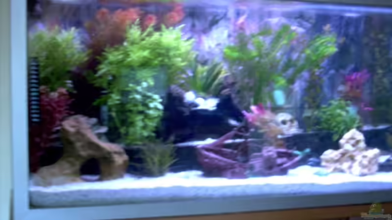 Pflanzen im Aquarium Becken 8945 von Volker Heim (3)