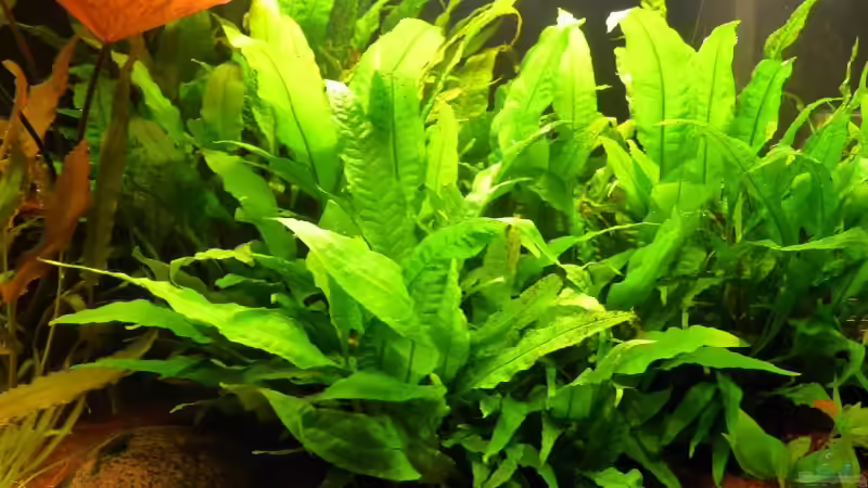 Pflanzen im Aquarium Becken 8947 von mat (4)