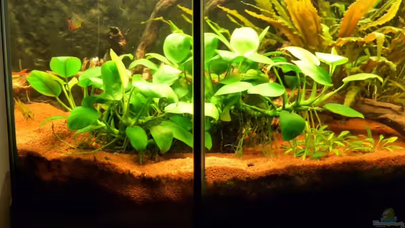 Pflanzen im Aquarium Becken 8947 von mat (5)