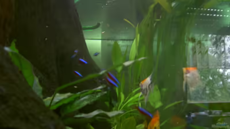 Pflanzen im Aquarium Becken 895 von Michael Eberhardt (12)