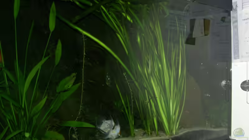 Pflanzen im Aquarium Becken 895 von Michael Eberhardt (13)