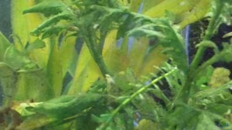 Pflanzen im Aquarium Becken 8958 von Sandy_ (4)