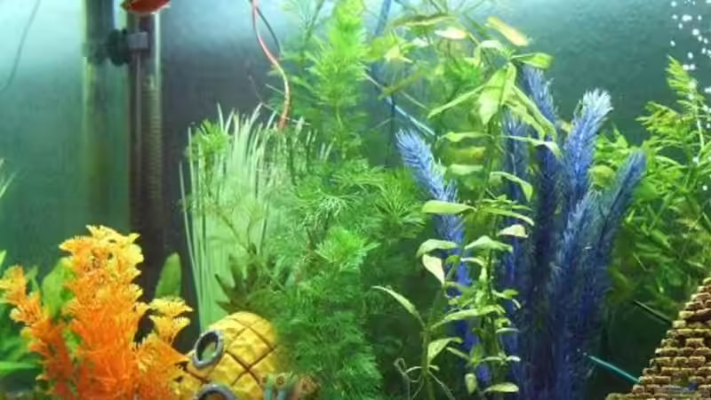 Pflanzen im Aquarium Becken 8958 von Sandy_ (5)