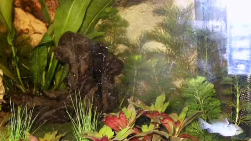 Pflanzen im Aquarium Becken 8995 von Sascha Dannenberg (3)