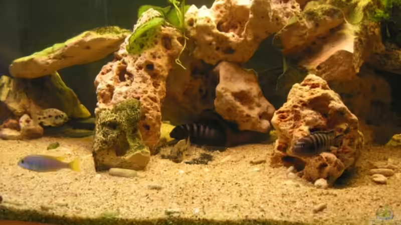 Pflanzen im Aquarium Becken 9 von Sylvio (4)