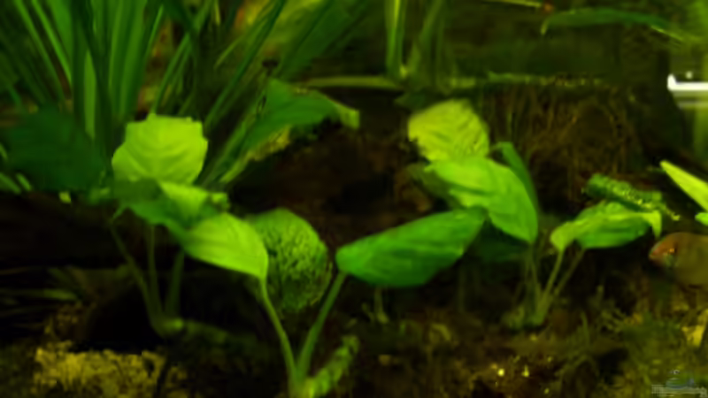 Pflanzen im Aquarium Becken 9018 von Julian Garnisch (7)
