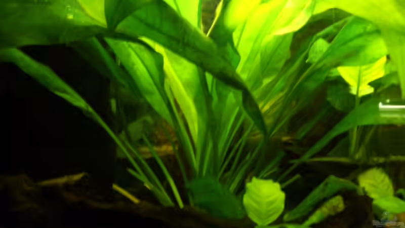 Pflanzen im Aquarium Becken 9018 von Julian Garnisch (8)