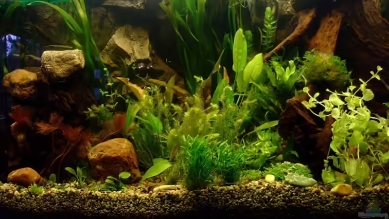Pflanzen im Aquarium Becken 9053 von TetraMike (16)