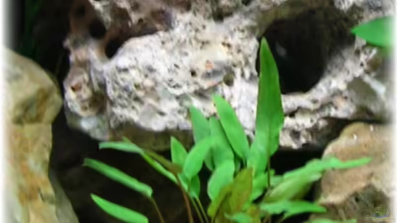 Pflanzen im Aquarium Becken 906 von Wolfgang Fischer (6)