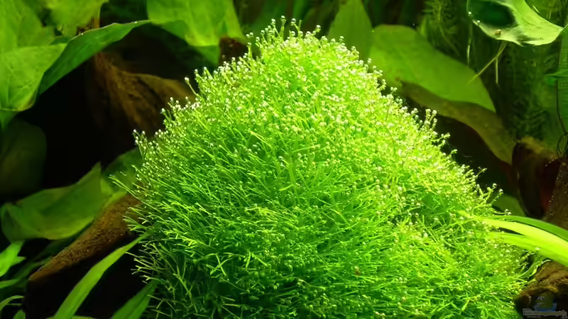 Pflanzen im Aquarium Becken 9069 von Holger Bellen (3)