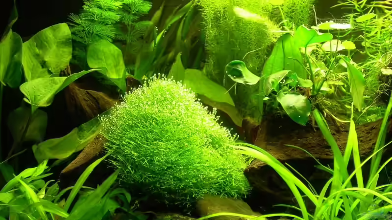 Pflanzen im Aquarium Becken 9069 von Holger Bellen (9)