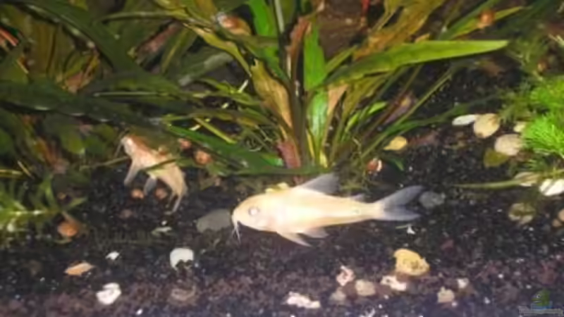 Pflanzen im Aquarium Becken 9074 von Leon Gauss (6)