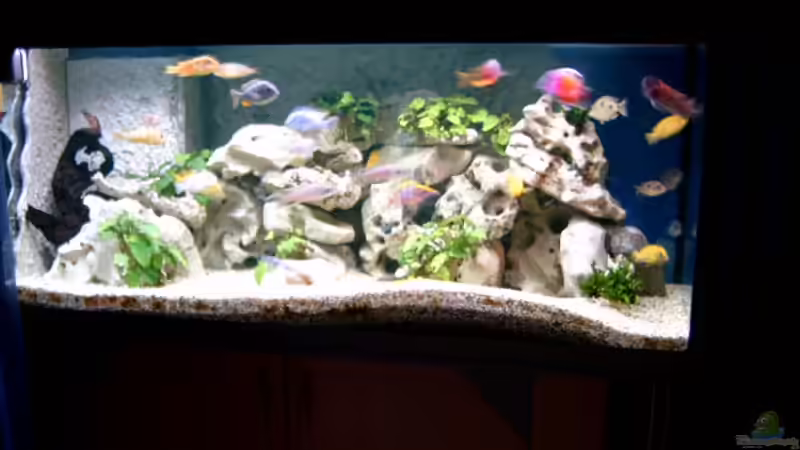 Pflanzen im Aquarium Becken 910 von Josef Knauer (4)