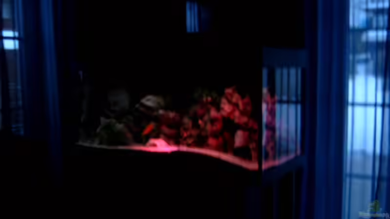 Pflanzen im Aquarium Becken 910 von Josef Knauer (5)