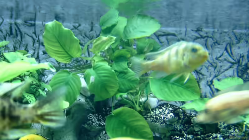 Pflanzen im Aquarium Becken 910 von Josef Knauer (6)