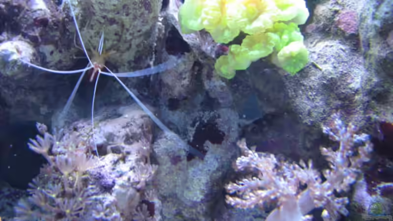 Pflanzen im Aquarium Becken 9103 von water13 (11)