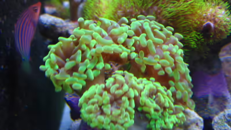 Pflanzen im Aquarium Becken 9103 von water13 (12)