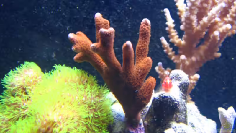 Pflanzen im Aquarium Becken 9103 von water13 (13)