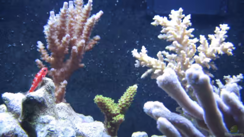 Pflanzen im Aquarium Becken 9103 von water13 (7)