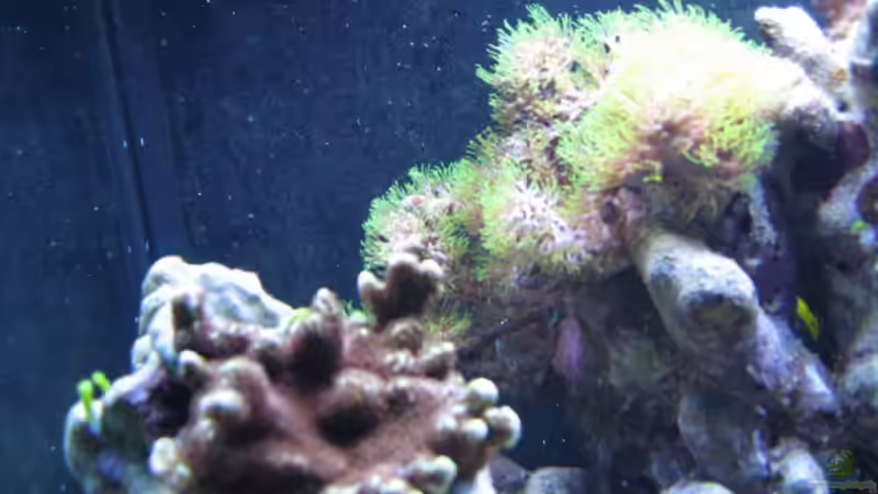 Pflanzen im Aquarium Becken 9103 von water13 (9)