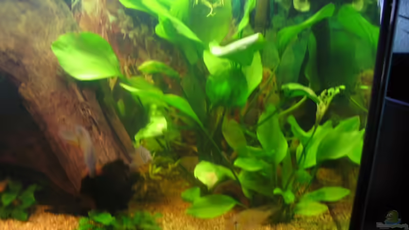 Pflanzen im Aquarium Becken 9123 von Jens Schuster (2)
