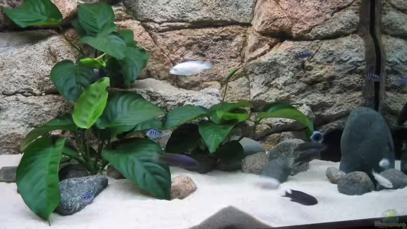 Pflanzen im Aquarium Becken 9132 von Tobinhio (5)